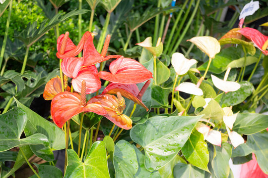 Shop on a plant and gardening market
