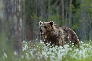 Wall Mural - Male brown bear in taiga forest