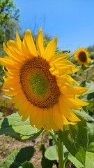Wall Mural - Bright yellow flower of Sunflower, close-up