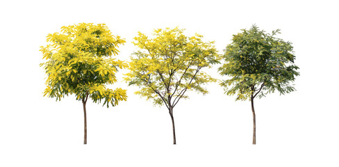 Gleditsia triacanthos thorny honeylocust trees isolated street trees frontal set png, urban nature, tree silhouette, landscaping design, vector illustration, city greenery.