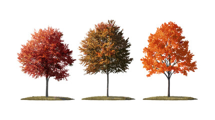 autumn acer tataricum tree cutout, tatarian maple, fall colors, forest plant, natural leaves, season
