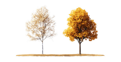 Betula ermanii and Platanus fall tree isolated png, autumn forest plants, seasonal foliage, nature landscape, vector illustration, woodlands.