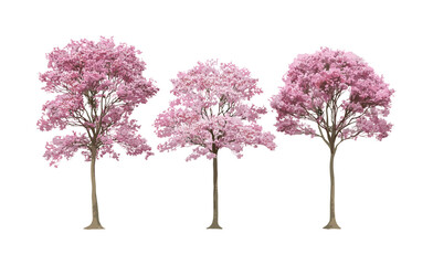 pink flowering dogwood cornus florida, cherry sakura blossom, spring trees isolated, cutout, ornamen