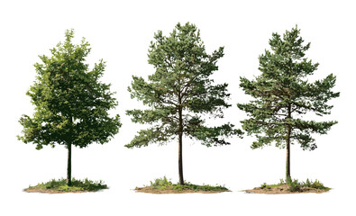 Set of Larix laricina and Larix occidentalis isolated tree in bright daylight, pine forest, conifer branch, seasonal foliage, vector illustration, natural landscape, outdoor flora.