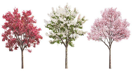 blossoming malus halliana crabapple tree, isolated cutout, ornamental flowering tree, spring season 