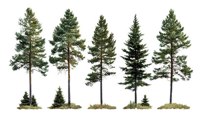 Vector illustration of Pinus contorta trees, lodgepole pine, shore pine, twisted pine, contorta pine, isolated cutout tree, forestry, coniferous forest, nature landscape.