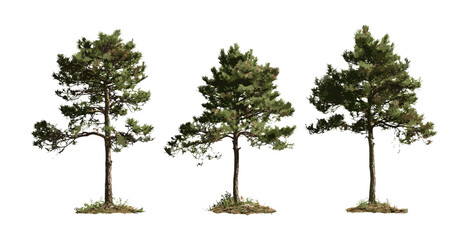 vector illustration of pinus radiata tree, monterey pine cutout, evergreen conifer, forest landscape