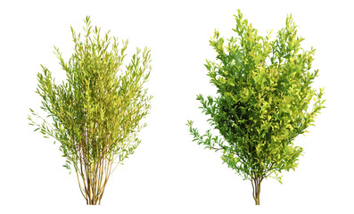 Isolated Salix caroliniana and babylonica trees in daylight, vector illustration, transparent background, lush foliage, botanical garden, green landscape, nature flora, tree silhouette, ecology.