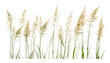 © aura studio - Set of Stipa capillata needle grass cutout, tree isolated, vector illustration, wild grass botanical, meadow plant, dry grass, natural flora, landscape vegetation, herbal plant.