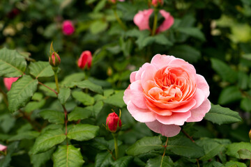 Wall Mural - Bloom pink rose with green leave in the garden