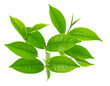 © Sujon Shah - Fresh Green Tea Leaves: Isolated on Transparent Background png