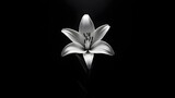 Monochrome Lily Flower Close-Up: Elegant Botanical Beauty in Black and White