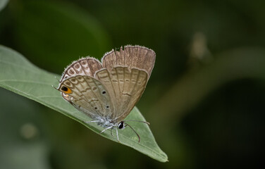 Wall Mural - the peablue lampides boeticus (linnaeus,1767) on the green leaf macro shot.