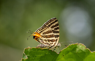 Wall Mural - club silverline (spindasis syama) silver striped butterfly it is a butterfly in the blue butterfly f