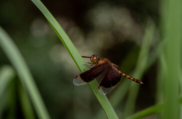 Wall Mural - neurothemis tullia easily found throughout every region of thailand. especially low-lying areas in t