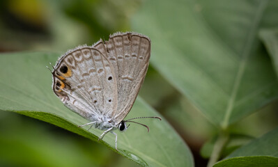 Wall Mural - the peablue lampides boeticus (linnaeus,1767) on the green leaf macro shot.