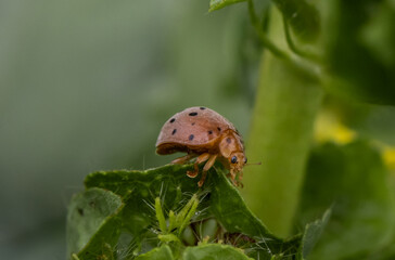 Wall Mural - ladybug it is a macro photo shoot.