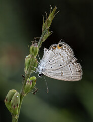 Wall Mural - the peablue lampides boeticus (linnaeus,1767) on the green leaf macro shot.