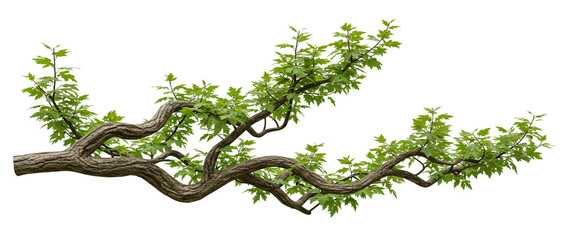 lush green tree branch isolated on white background