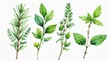 © CreativePulse - Watercolor Illustration of Fresh Culinary Herbs Rosemary Basil Thyme and Mint Sprigs