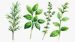© CreativePulse - Watercolor Painting of Fresh Culinary Herbs Rosemary Basil Thyme and Mint