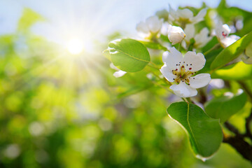 Canvas Print - a close-up of a beautiful pear tree blossom on a bright green background