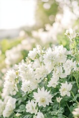 Wall Mural - Close-up of White Columbine Flowers Blooming in a Garden, Eye-Level View, Summer Season, Outdoor Location, Soft Lighting