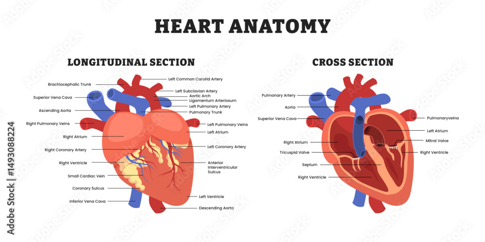 Heart Anatomy Structure Diagram With Longitudinal View And Cross