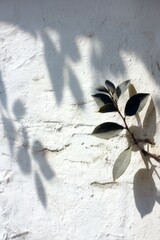 Wall Mural - Leafy branch against white textured wall with shadows creating a minimalist botanical still life in natural light