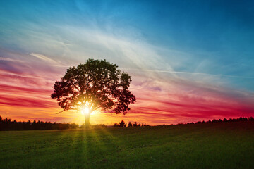 Wall Mural - summer sunset landscape with tree and green grass field.