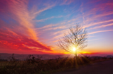 Wall Mural - colorful sunset scene featuring a solitary tree in the foreground in spring