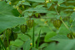 © Rahmat - Green Cape Gooseberry grows wild