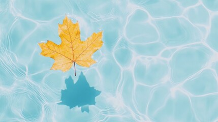 Wall Mural - Autumn Maple Leaf Floating on Aqua Blue Water Surface with Sunlight Reflections Overhead Still Life