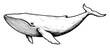 © Kaz - blue whale swimming in monochrome outline vector illustration