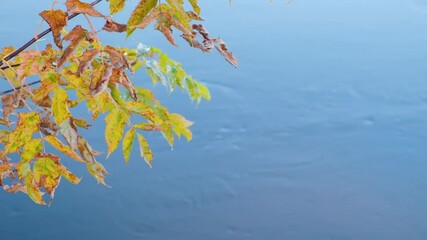 Aufkleber - Orange autumn leaves tree branches with water drops from rain slowly swaying against the background of flowing water in a misty river, meditation calmness and contemplation of nature concept