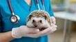 © Diego - Veterinarian holding cute hedgehog in veterinary clinic