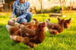 © Home-stock - Woman farmer gathering fresh eggs into basket on background, focus on flock of chickens walking on grassy farm backyard