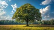 © HENNYSURYA - Majestic tree in a field under a vibrant sky