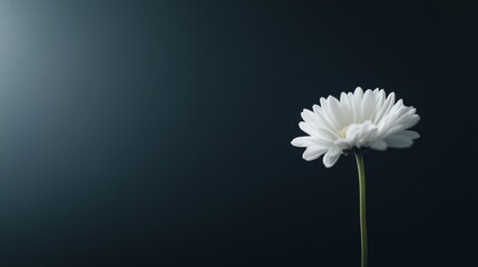 Poster - A single white daisy stands prominently on a black background, illuminated by soft natural light, emphasizing its delicate petals and simplicity
