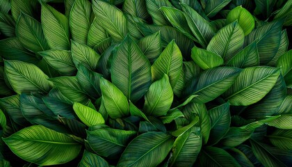 lush green foliage texture overhead view background blur website design