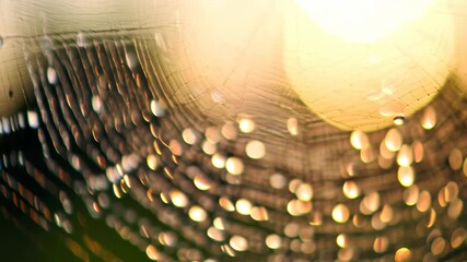 Close-up of a spiderweb covered in water droplets with golden sunrise light shining through the intricate web pattern.