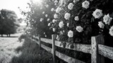 B&W picture of climbing roses against a weathered wooden fence. Lovely pastoral landscape with light filtering in.