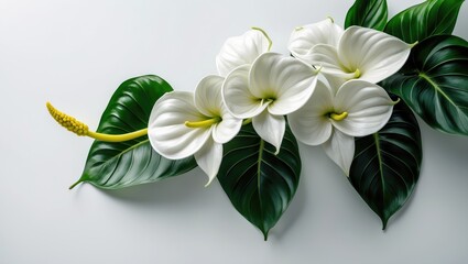 Wall Mural - background featuring a white anthurium flower and green leaves for stock photo or texture use.
