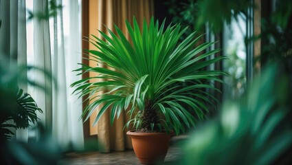 Wall Mural - home interior showcasing a date palm in a flower pot by the window with curtains