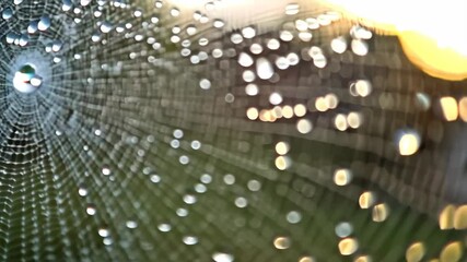 Dew drops clinging to a delicate spiderweb create a mesmerizing and intricate natural pattern.