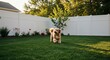 © AI Photo Stock - Adopted Dog's Joyful Run in Backyard - A newly adopted dog experiences freedom and happiness, running in a fenced backyard. The scene symbolizes new beginnings, unconditional love, safe haven