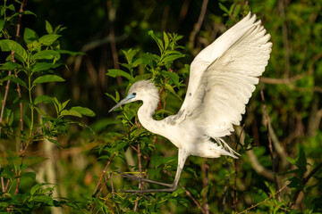 Wall Mural - A juvenile tri-colored heron landing in a marsh