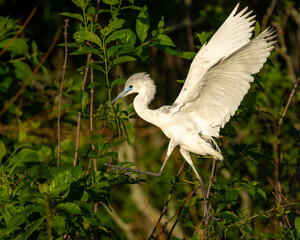 Wall Mural - A juvenile tri-colored heron landing in a marsh