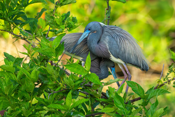 Wall Mural - pair of tri-colored herons perched on a nest