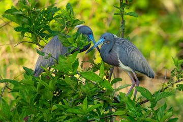Wall Mural - pair of tri-colored herons perched on a nest